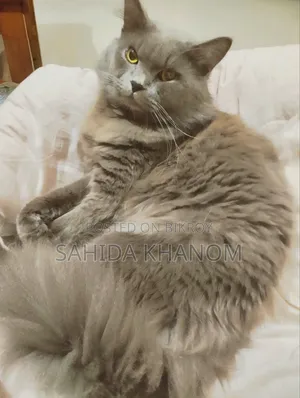 6-12 Months Male Purebred British Shorthair