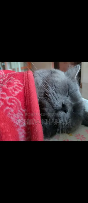 6-12 Months Male Purebred British Shorthair