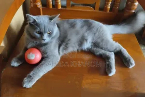 6-12 Months Male Purebred British Shorthair