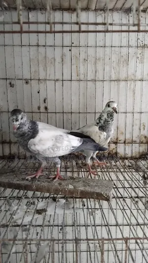 Taddy Pigeon