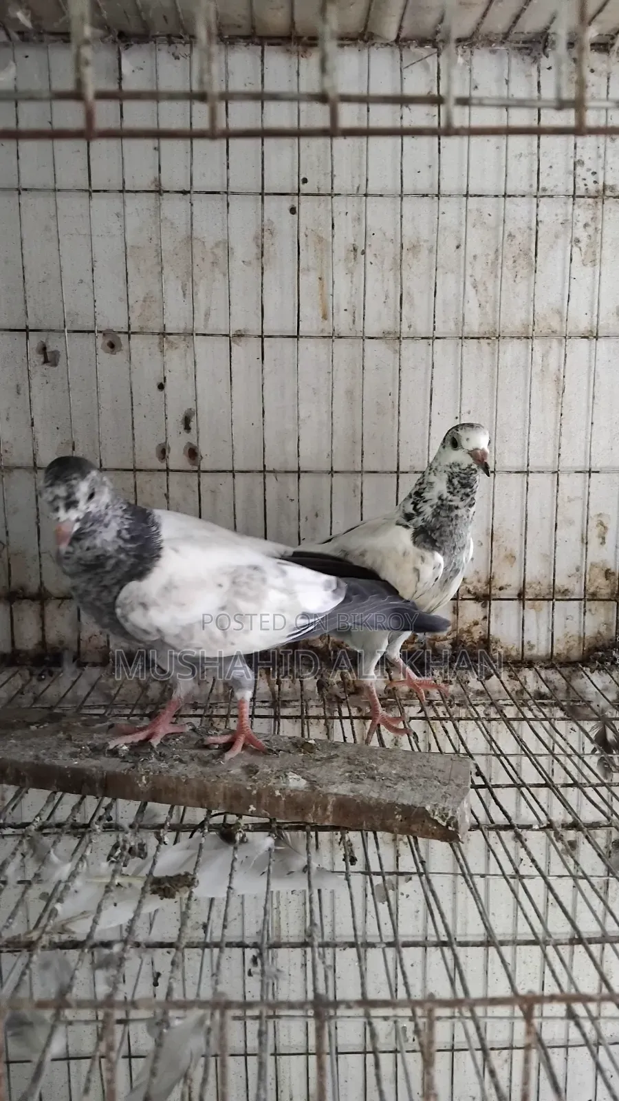 Taddy Pigeon