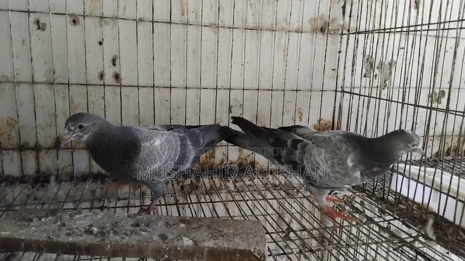 Taddy Pigeon