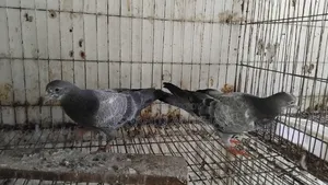 Taddy Pigeon