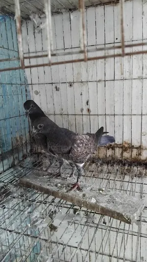 Taddy Pigeon