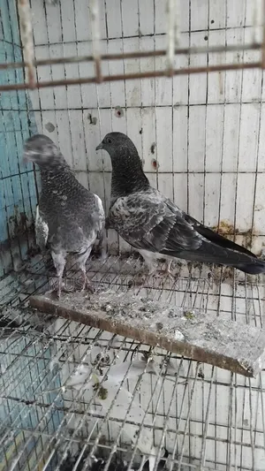 Taddy Pigeon