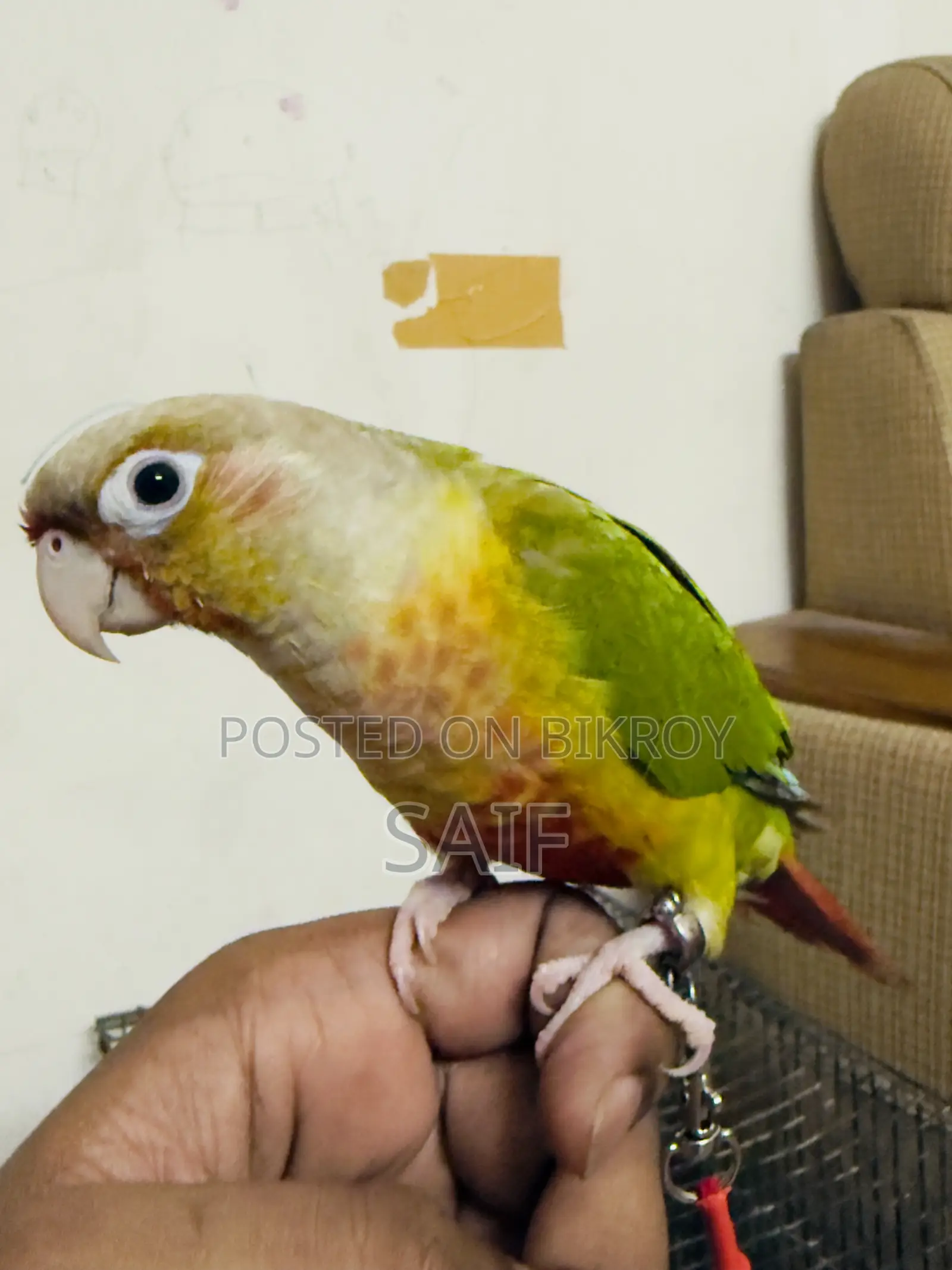 Super Tame Pineapple Conure