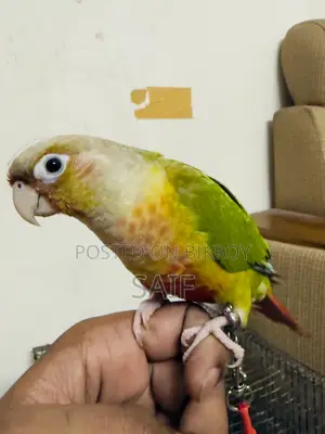 Super Tame Pineapple Conure