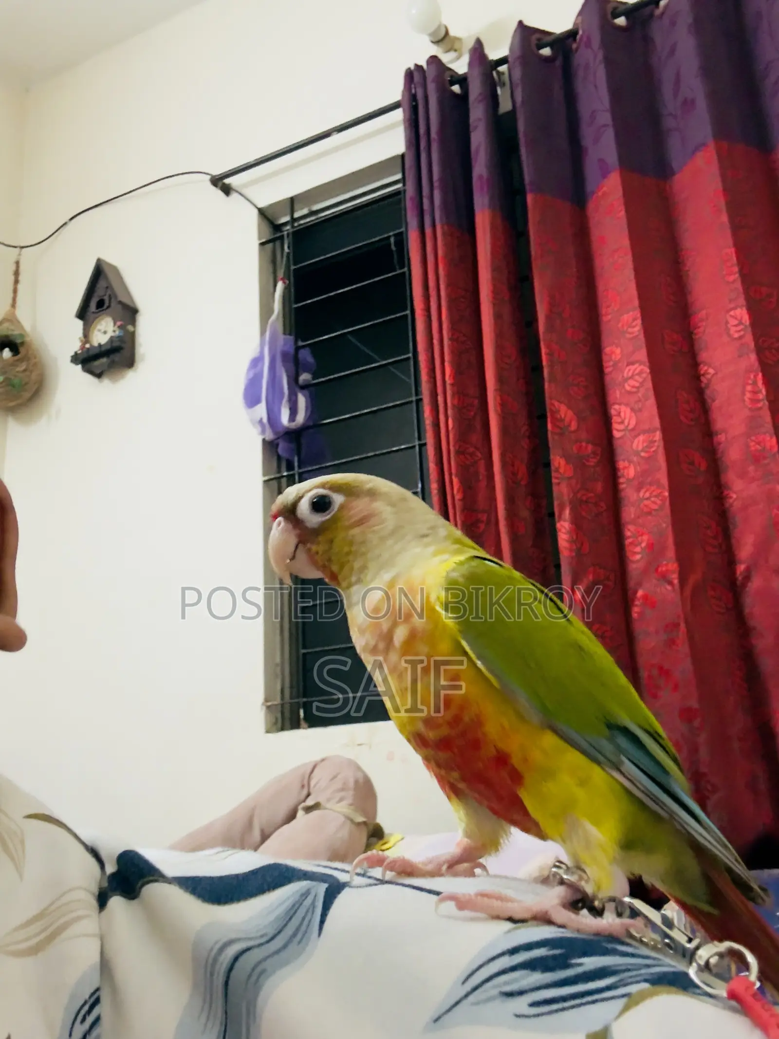 Super Tame Pineapple Conure