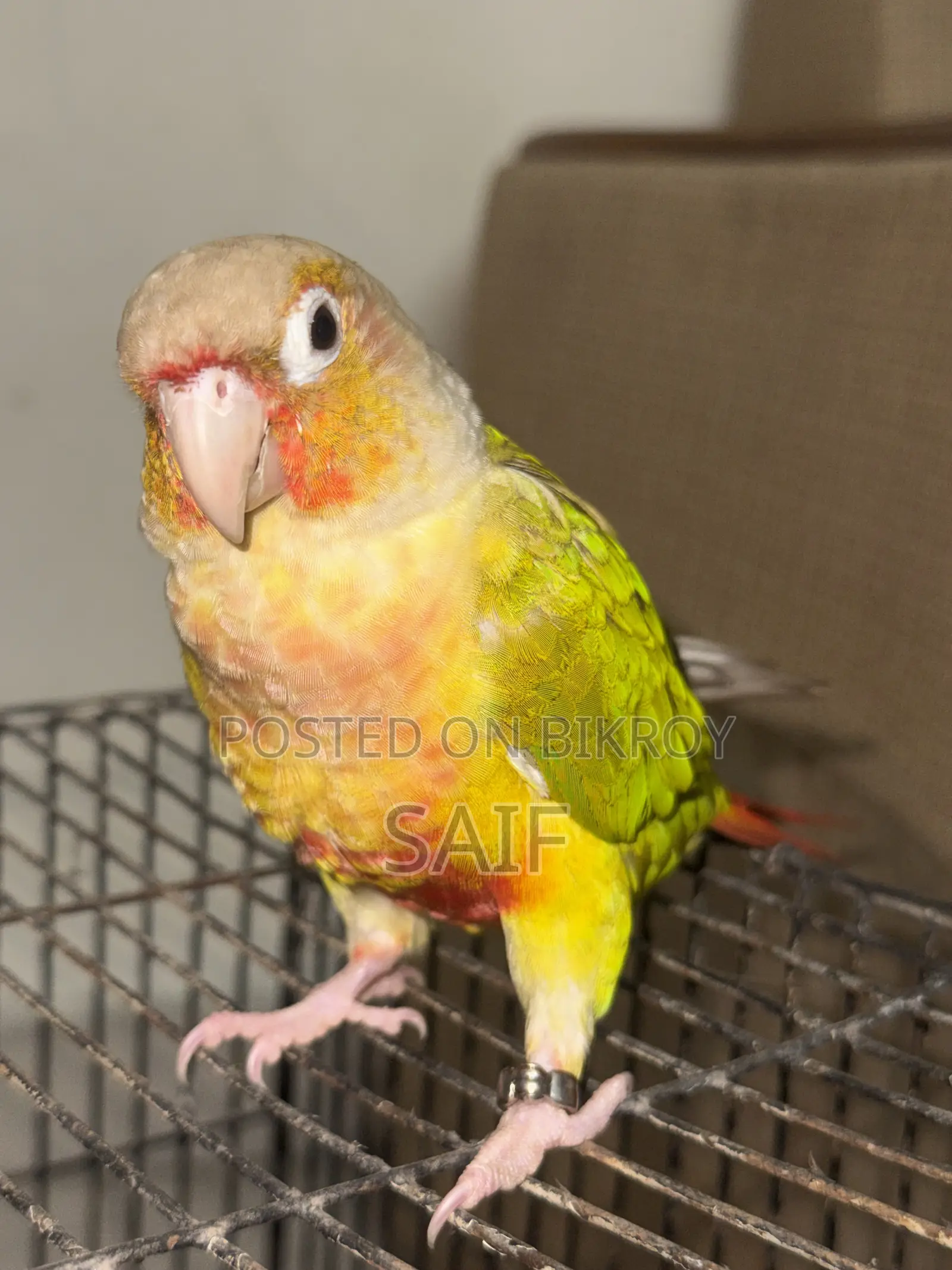 Super Tame Pineapple Conure