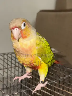 Super Tame Pineapple Conure