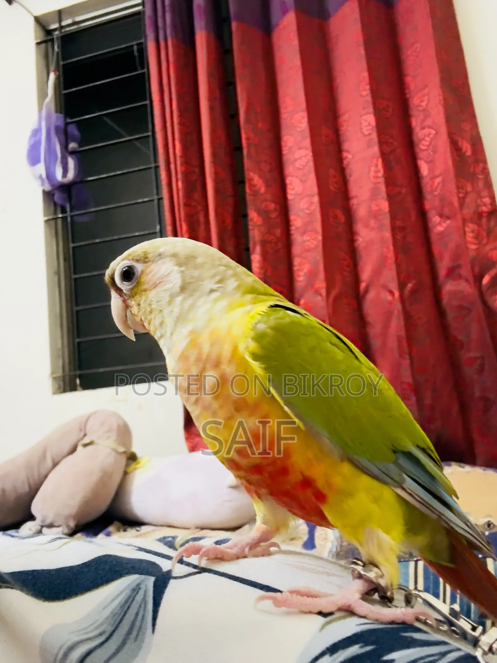 Super Tame Pineapple Conure