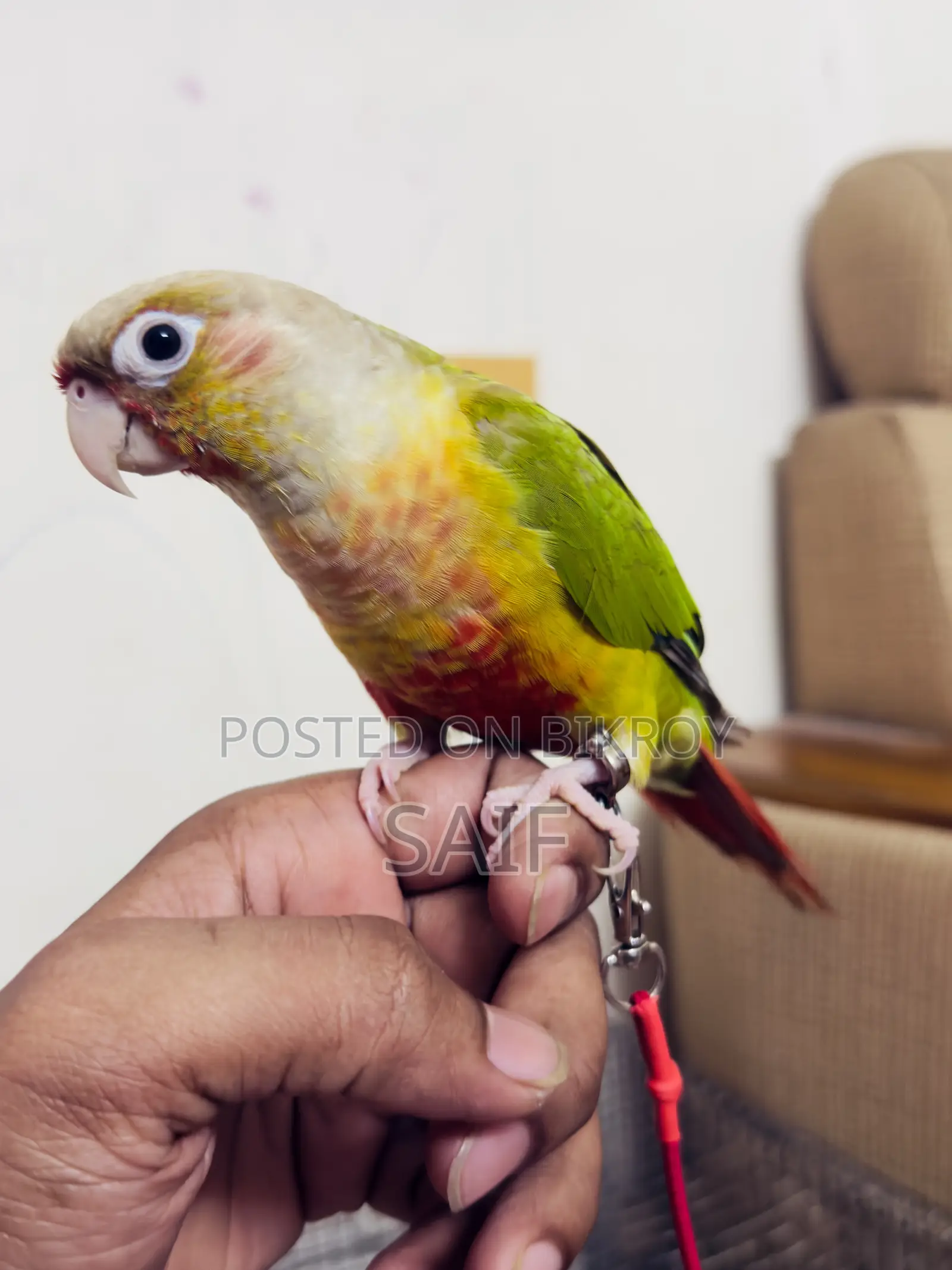 Super Tame Pineapple Conure