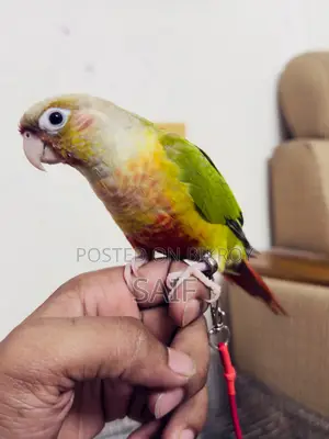 Super Tame Pineapple Conure