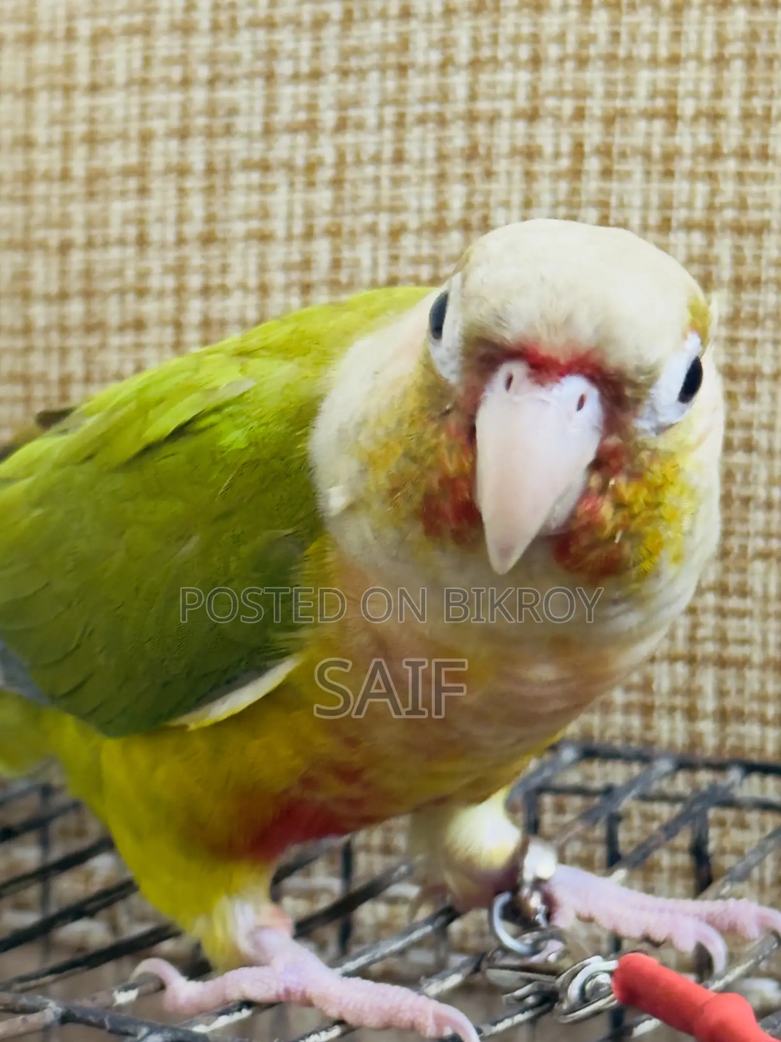 Super Tame Pineapple Conure