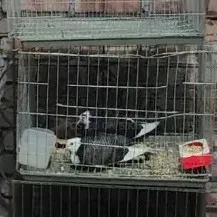 Pigeon Sale