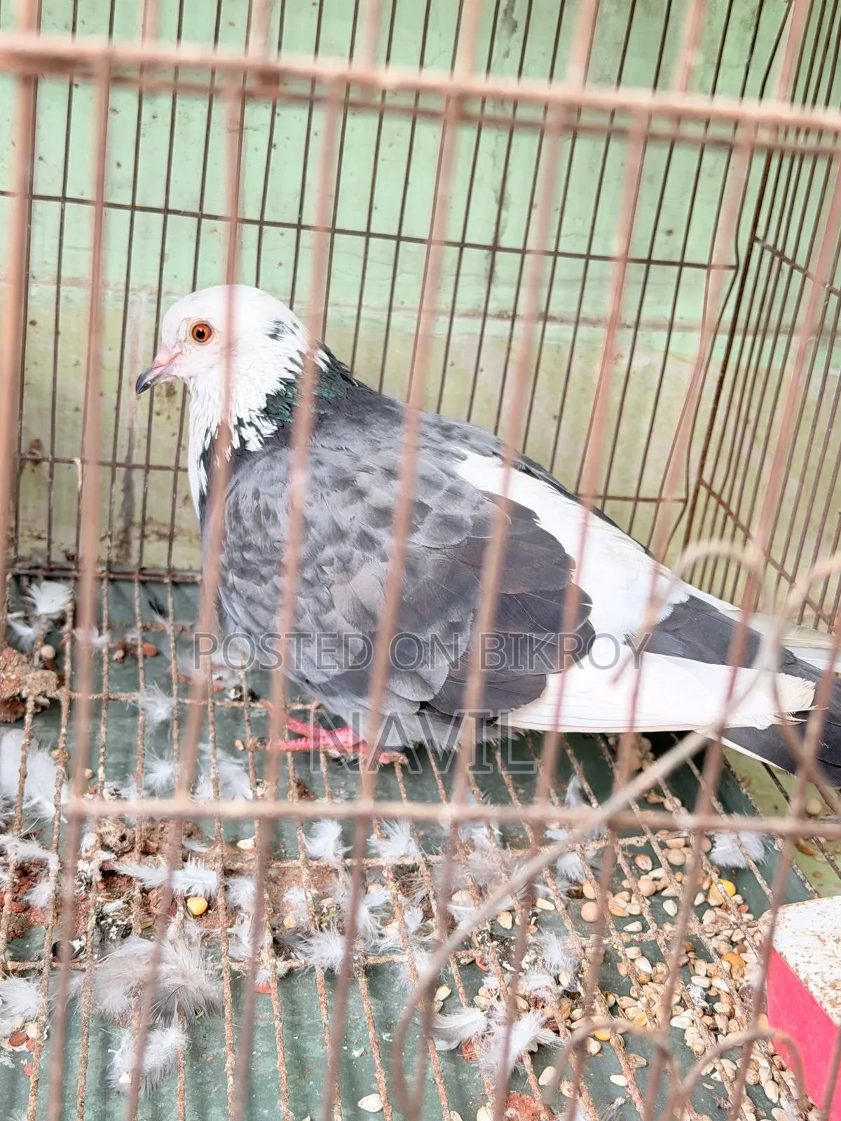 Pigeon Sale