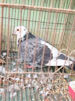 Pigeon Sale