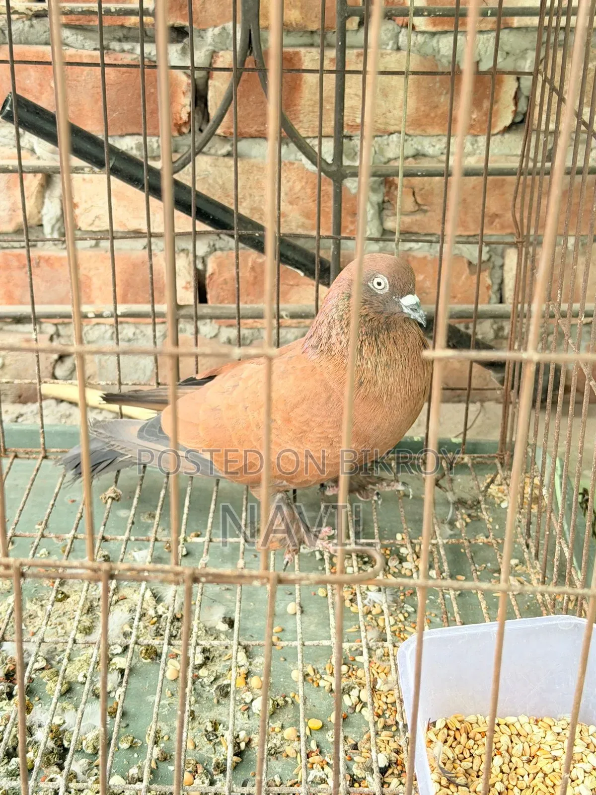 Pigeon Sale