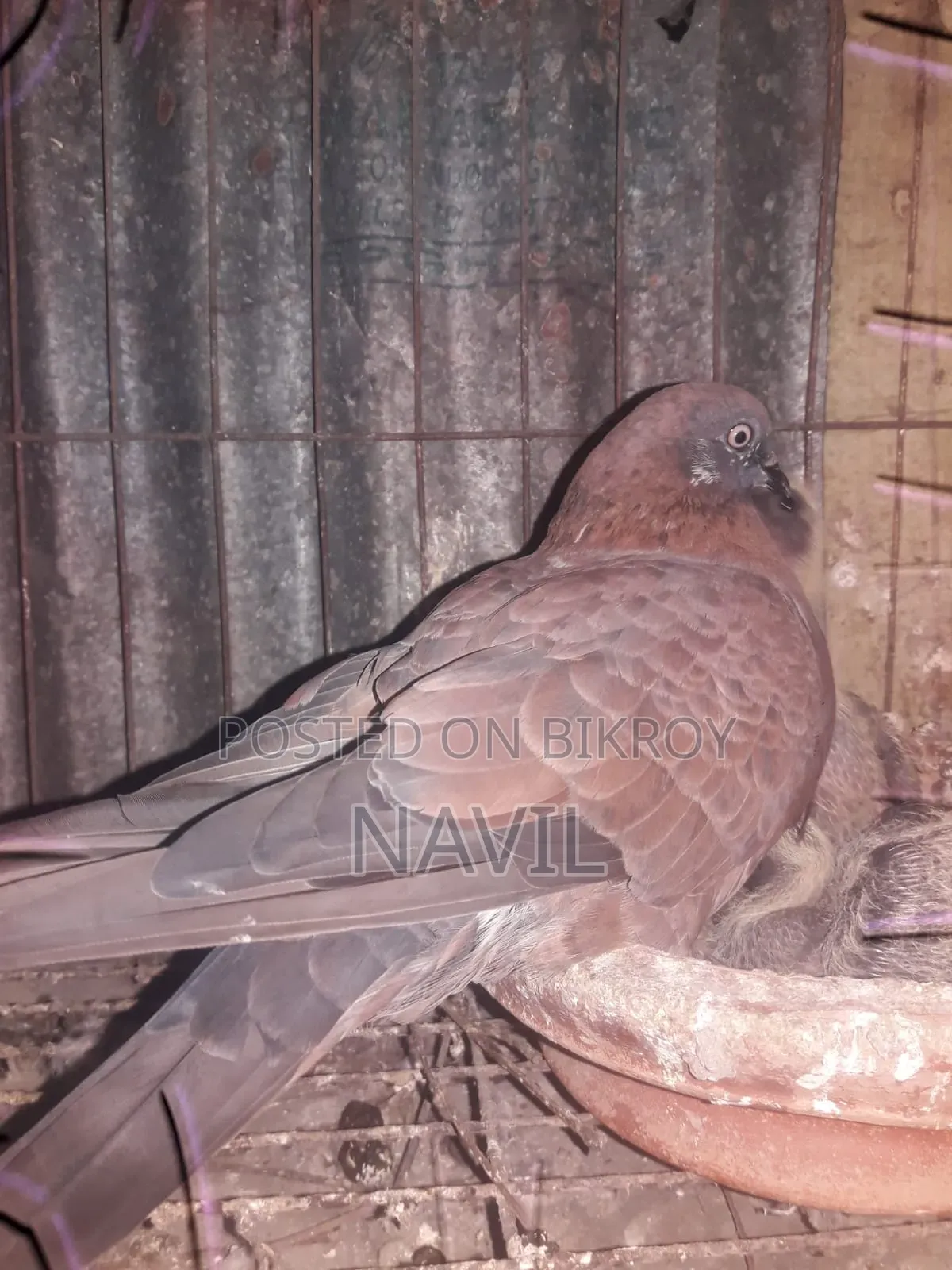 Pigeon Sale