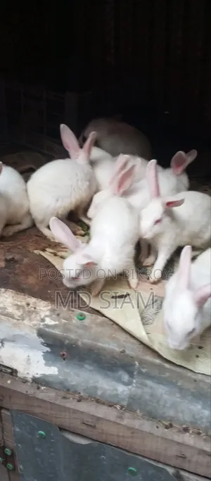 Rabbit for sale