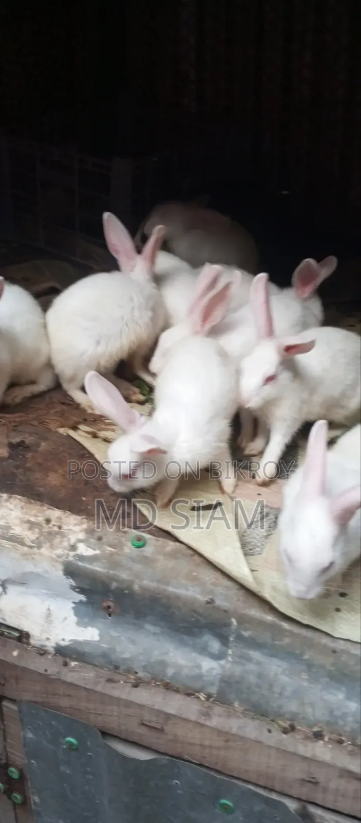 Rabbit for sale