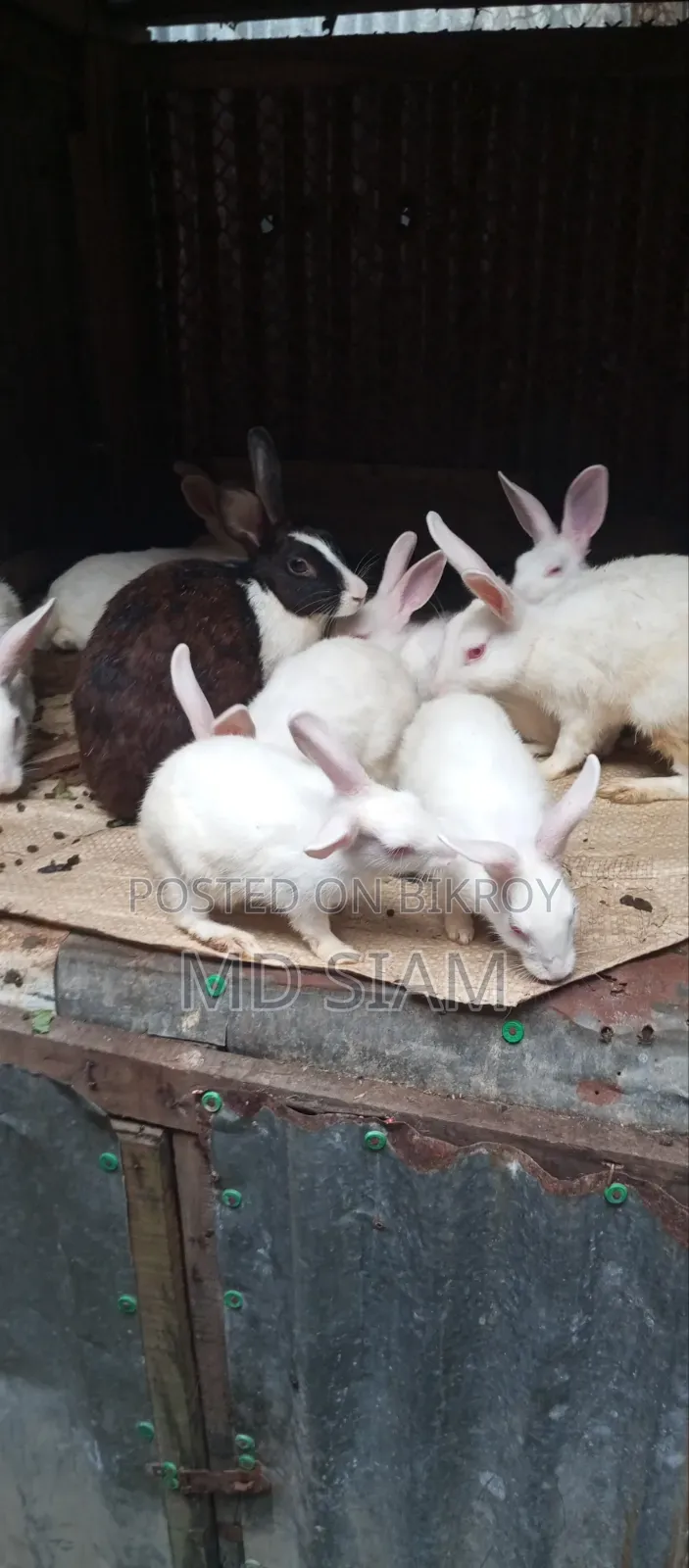 Rabbit for sale