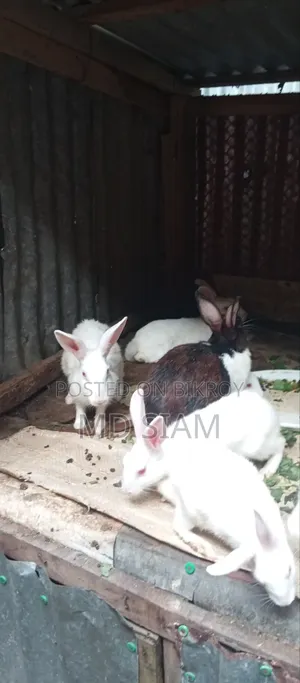 Rabbit for sale