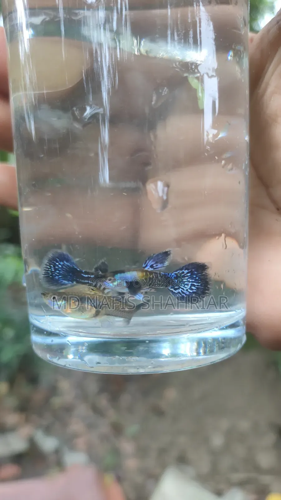 Purple Dragon Guppy