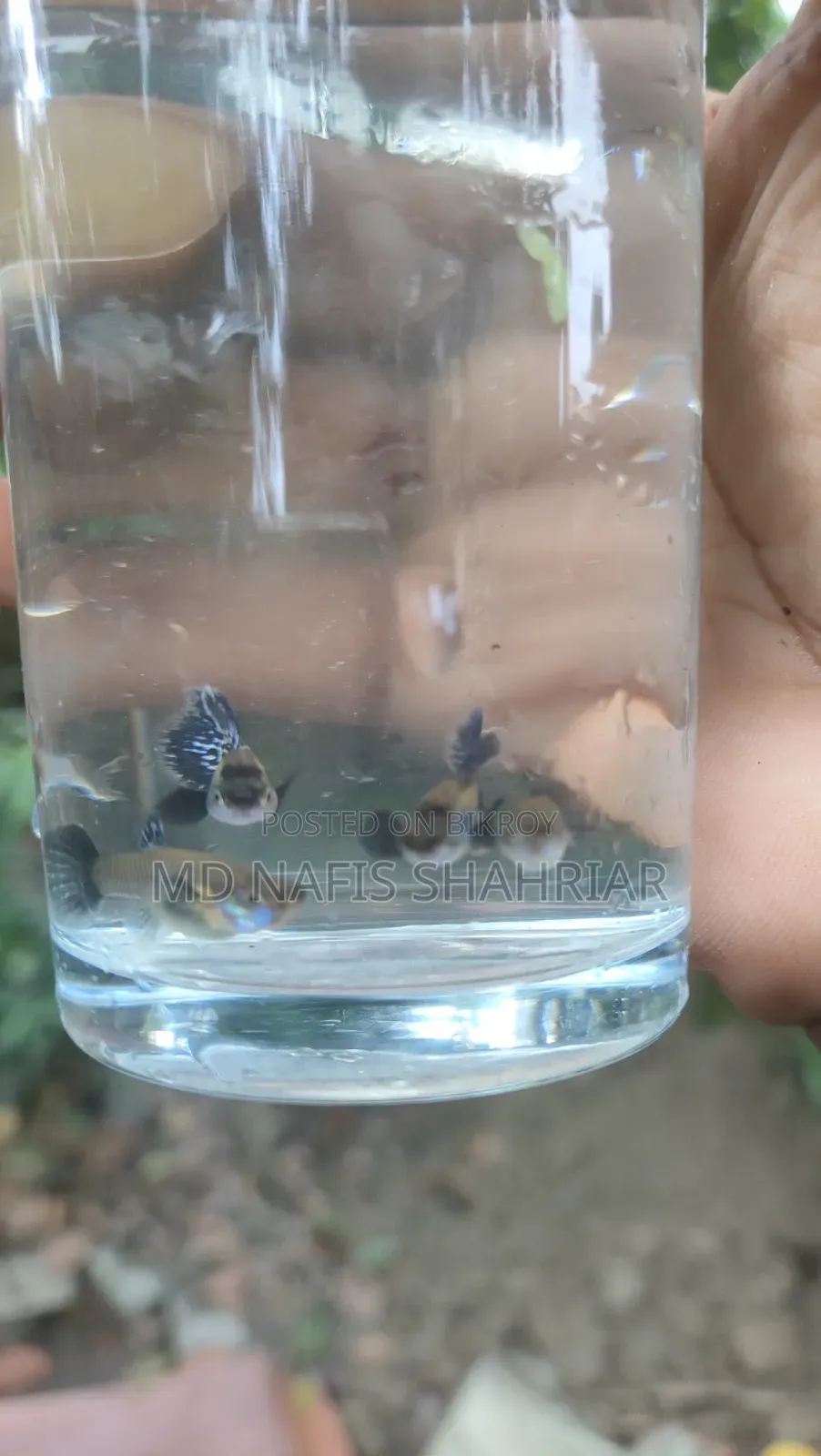 Purple Dragon Guppy
