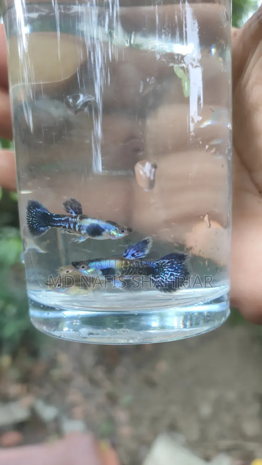 Purple Dragon Guppy