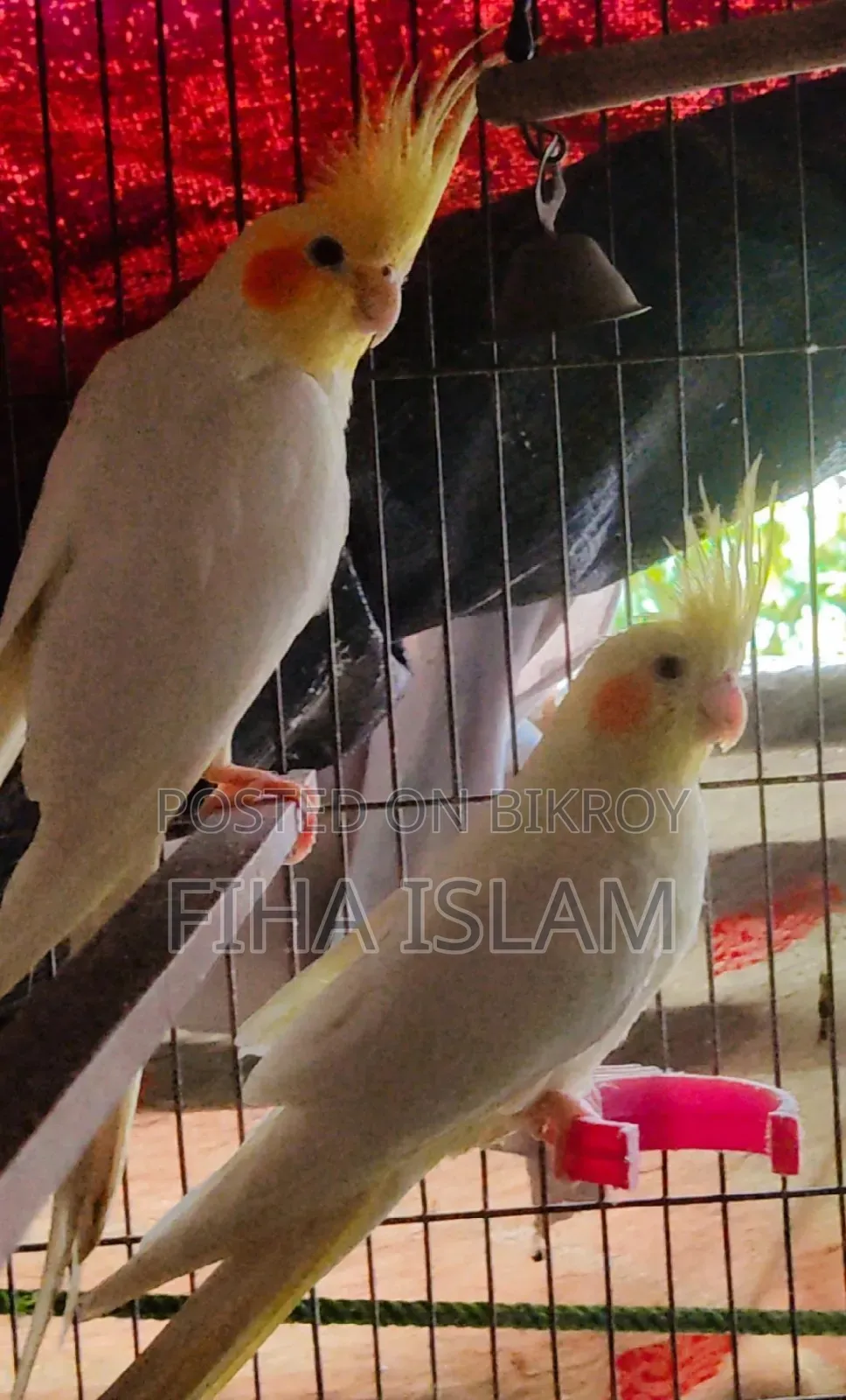 Bird's Pair