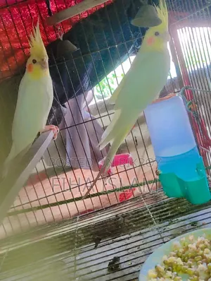 Bird's Pair