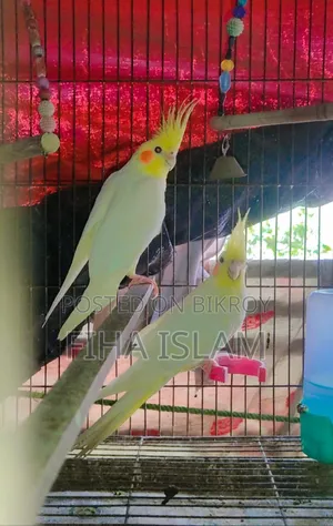 Bird's Pair