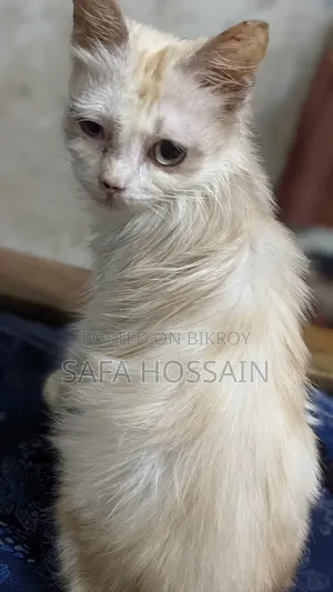 3-6 Months Female Mixed Breed Persian