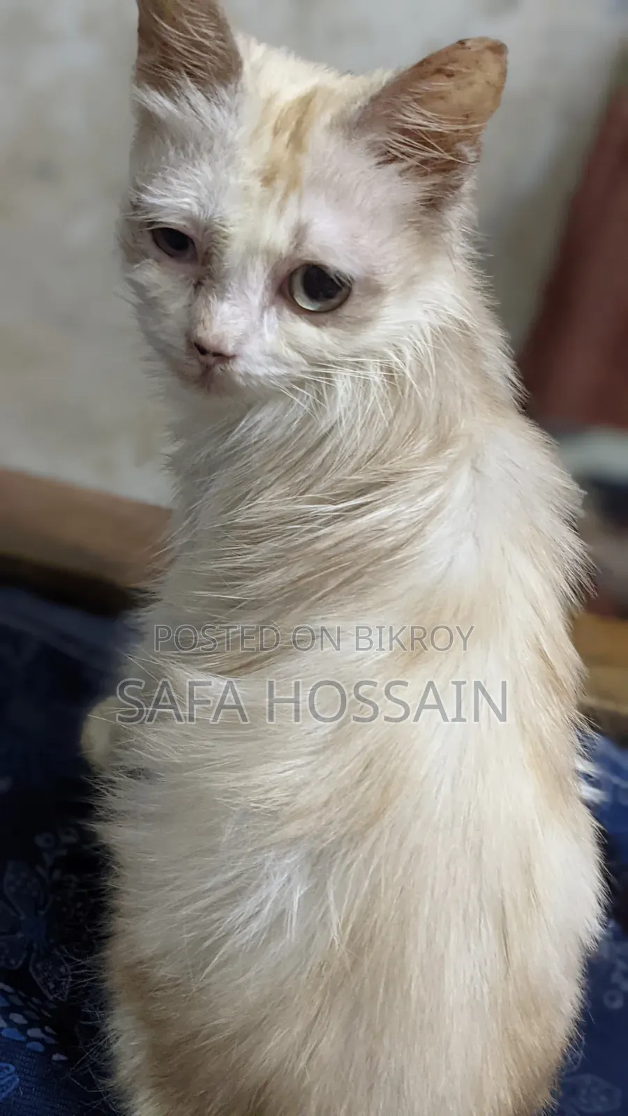 3-6 Months Female Mixed Breed Persian
