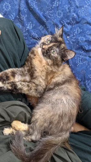3-6 Months Female Mixed Breed Persian