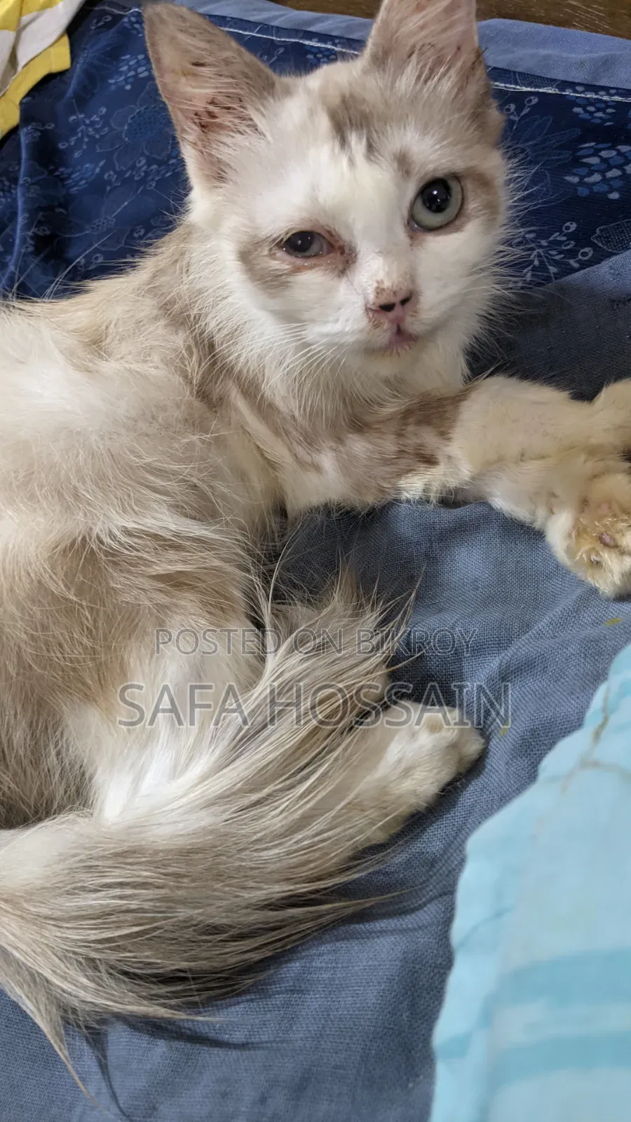 3-6 Months Female Mixed Breed Persian