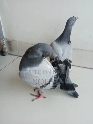 Sabji Racer Baby Pigeon