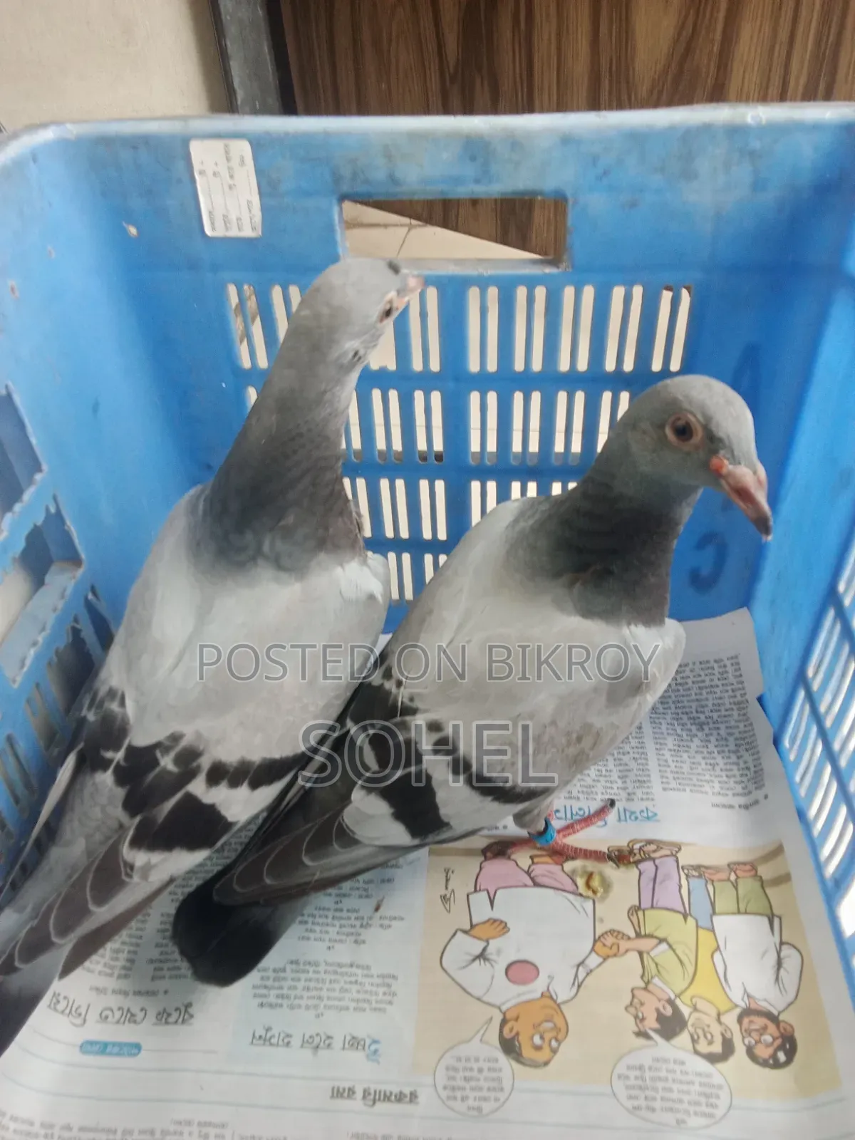 Sabji Racer Baby Pigeon