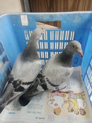 Sabji Racer Baby Pigeon