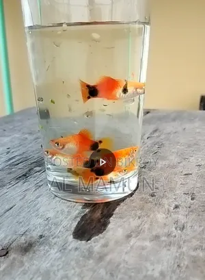 Milk Platy