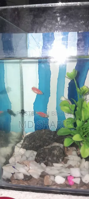 Zebra Danio Fish