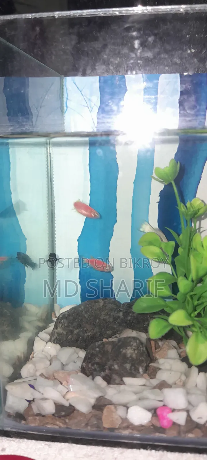 Zebra Danio Fish
