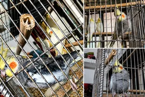 Rare Cockatiel that sings 'Happy Birthday' and talks