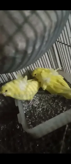 DF Yellow Japanese Budgerigar