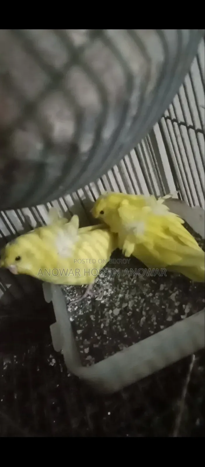 DF Yellow Japanese Budgerigar