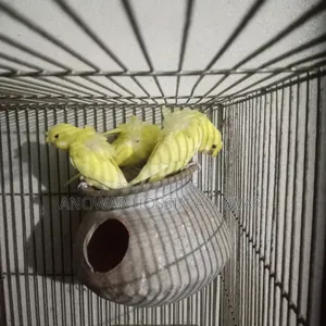 DF Yellow Japanese Budgerigar