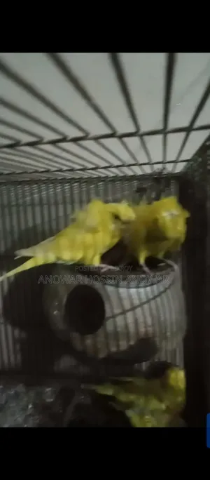 DF Yellow Japanese Budgerigar