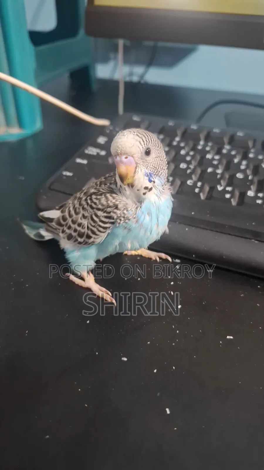 Budgerigar chicks for sale