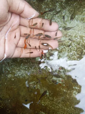 Mixed Guppy For Sale